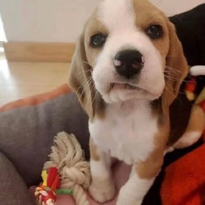 curllly005's profile picture. 不知道几i，当狗的｜不文爱，不卡泡，不网调｜女的，活的，别对我有要求｜如果对好人的定义是没有拉黑过别人，那我确实是很坏的人｜不定期转片，介意勿关！！