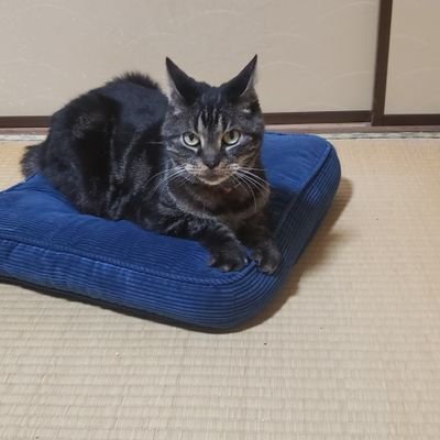 kman(メルミちゃん日記)