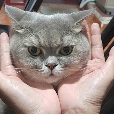 GiangMariana's profile picture. She/her Multi-fandoms like: TF, TouRan, PM, FGO, .v.v.
Second account since my first one got nuked by X for no reason