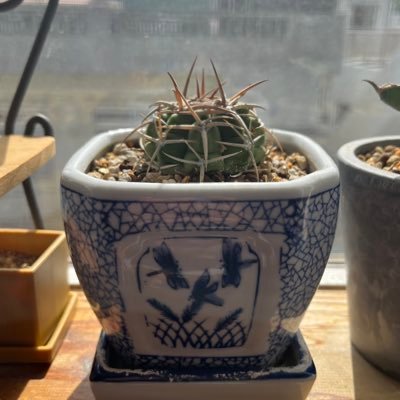 ifromthailand's profile picture. オキナワン キンチョリアン ギノザリアン エイベリアン 【krump】 lil East wheel⚙ aka badd mind🌚 極度に人見知りのkrumper 挨拶するのも一苦労 沖縄🌴