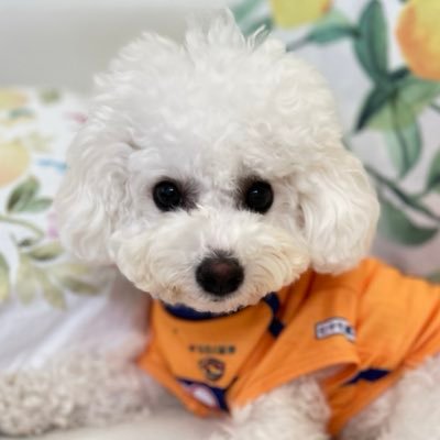 sendaikuma1's profile picture. ベガルタ仙台のリーグ優勝を夢見てる50代のおじさんです🏆