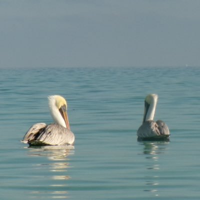 healvuf's profile picture. 