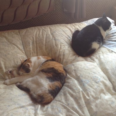 teshio_hiroyuki's profile picture. 宜しくお願いします