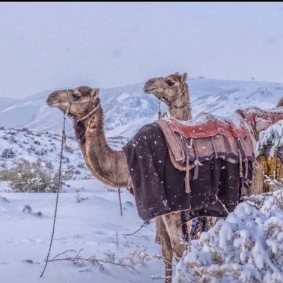 kathleenResists's profile picture. 