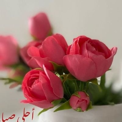 Donia8398693045's profile picture. 