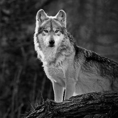 Quiseman_'s profile picture. Rebranding…