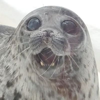 lassie99289125's profile picture. 海遊館のワモンアザラシが大好き！！
特にユキちゃんのファン。1980年生まれ。画質は悪いです。RG沼。あるある書きがち。

I love the ringed seals at Kaiyukan. 
ユキちゃんインスタ→https://t.co/XzCbiL9cNM