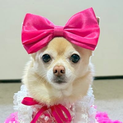 Pomchi_Puppy's profile picture. Hi I’m Tinkerbell and I am a Pomchi puppydog! Lieutenant in the Zombie Squad #theruffriderz #ZSHQ #tinkerbellstorytime #TaterTotSquad