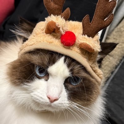 mybaejaex's profile picture. dy-yy-ryo-hen ◡̈𓂃♡🧸