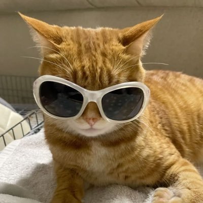 waramewmew's profile picture. 🐥💚🙀🎲🐰