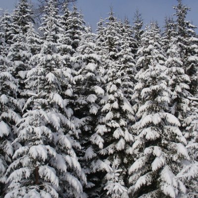 Matic54529418's profile picture. Somewhere in the park, never winning anything