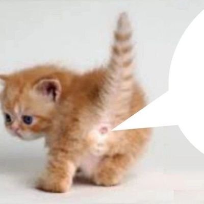 miauumiauuumiu's profile picture. ­