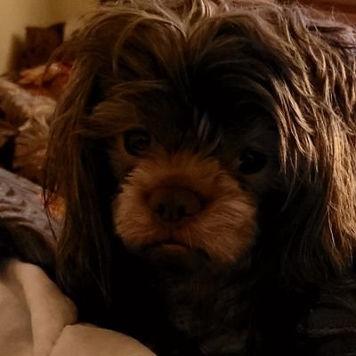 AboriginalBabe's profile picture. Freedman with 3rd Eye Sight.
Sheol is empty. All the devils are here - Shakespeare