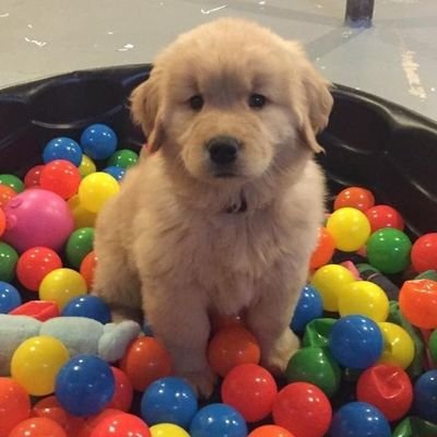 Austiii0's profile picture. he/him | 20 | literally a dog in real life | i do compsci at uni rn | #FutureOfUnemployment | not nsfw but be an adult i want adult oomfs and friends 👈👈 #fact