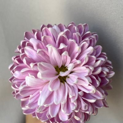 _scorpioxs's profile picture. coleccionista de canciones