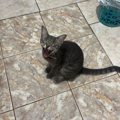 v4ptivupt1's profile picture. .