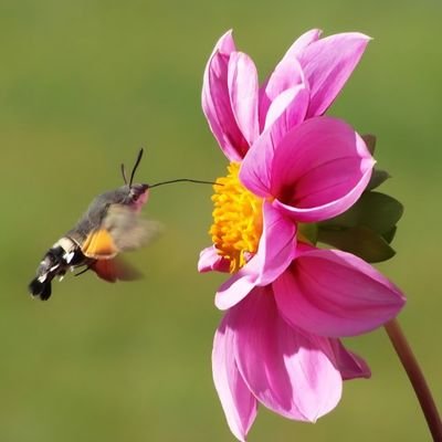 colli brie 🇨🇭🇩🇪