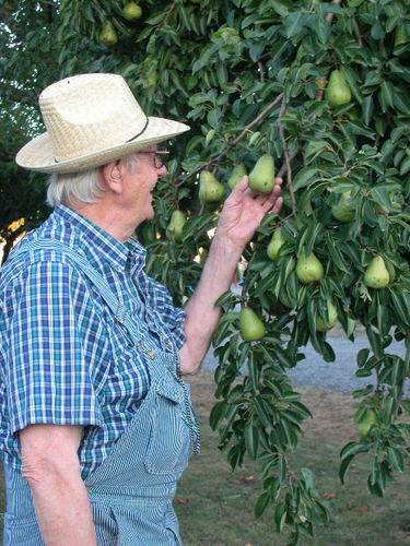 JosephMerren's profile picture. My name is Joseph, I am retired for a good while know and as you can see on my photo I love my pear-trees.