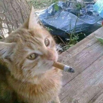 decomposenaldo's profile picture. she/her
🙇