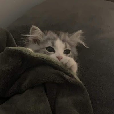 GiaLinh290852's profile picture. 