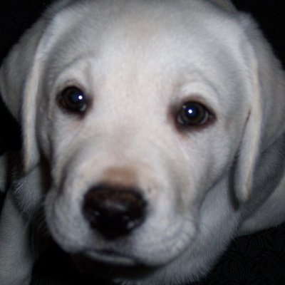 thelemicphase's profile picture. its just a phase mom // i suck at programming. tell me why!