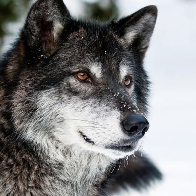 lunaryue3259's profile picture. 🏳️‍🌈 | 🐺Furry兽人 | 🔑
兽兽可爱帅气肉状就完事👍