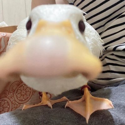 antifascistfrog's profile picture. buy the ticket, take the ride