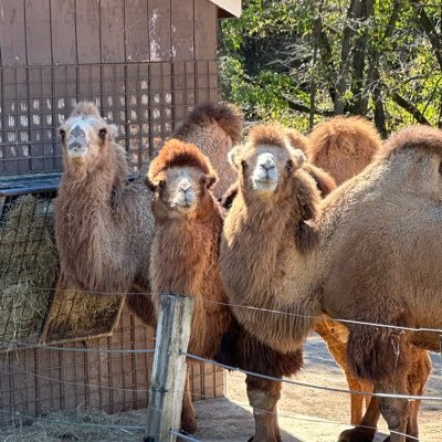 LisaDesabrais's profile picture. Love all things hockey but especially the Caps and HOLTBY ❤️