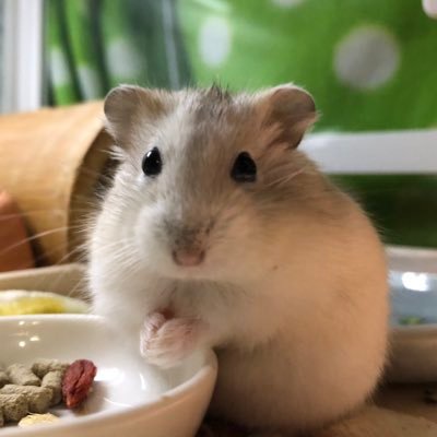 cutty_sark2015's profile picture. 葉っぱ野菜が大好きな翠ちゃん（ジャンハム・プディング2025/8生♀）を溺愛して、葉っぱ供給のためにリポベジに励むネズミを描けるようになりたい人。またデグーと暮らしたい。デグーのペペさん🐭のオドントーマ闘病のモーメントhttps://t.co/ASuRWkfoKb