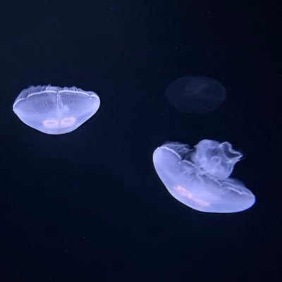 matya_06_'s profile picture. 𓆩✧𓆪 沢山の応援ありがとうございました！━━━━━━━ 𓆩✧𓆪 またどこかでお会いしましょう⋱✮⋰ ⋱♱⋰ ⋱✮⋰ 𝟚𝟘𝟚𝟜.𝟟.𝟙𝟝 ~ 𝟚𝟘𝟚𝟝.𝟠.𝟙 𝕋𝕙𝕒𝕟𝕜 𝕪𝕠𝕦 𝕗𝕠𝕣 𝕒𝕝𝕝 𝕪𝕠𝕦𝕣 𝕤𝕦𝕡𝕡𝕠𝕣𝕥!