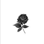 ash_island32's profile picture. @midnight_records_official