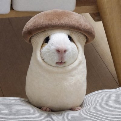 KoyuGuinea's profile picture. 동물+일상 / 可愛いネズミたちの中に 日常の話も含まれています *引用とRTが多いです*