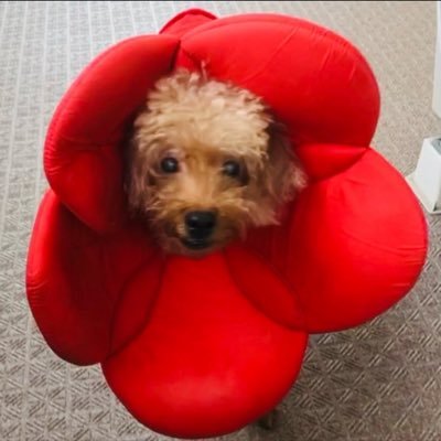 shinonko_shion's profile picture. 2017年4月11日に生体肝移植をしました。 ドナーは主人です(只今単身赴任中)人がフッと私の事を思い出した時、頭に浮かんだ私の顔が笑顔でありますように☺️💕毎朝お花に癒されています🌸 #NPO法人グリーンリボン推進協会 関東支部 X Instagram担当 @greenribbonac