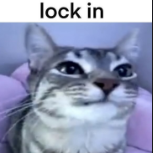 catlasagna12's profile picture. 