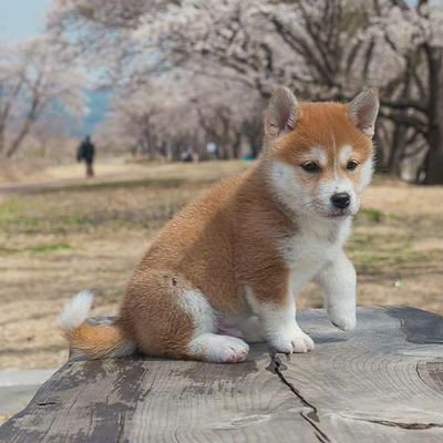 一只来自中国的柴犬＊^ω^＊｜喜欢furry♀｜外国語はまだ学習中です
