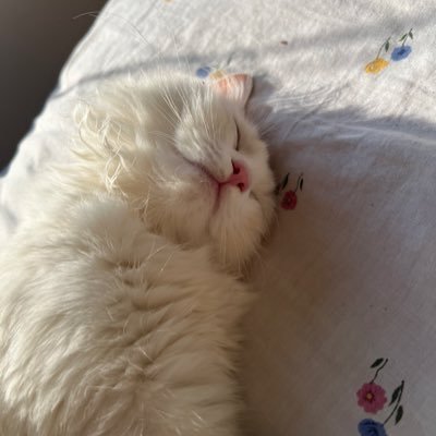 yjl_l's profile picture. {ثُمَّ إِنَّ رَبَّكَ لِلَّذِينَ عَمِلُوا السُّوءَ بِجَهَالَةٍ ثُمَّ تَابُوا مِنْ بَعْدِ ذَٰلِكَ وَأَصْلَحُوا إِنَّ رَبَّكَ مِنْ بَعْدِهَا لَغَفُورٌ رَحِيمٌ}