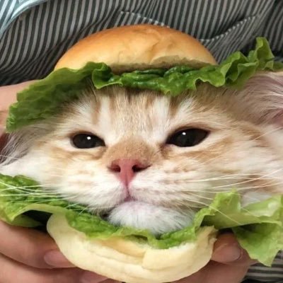 changemysky's profile picture. Ი︵𐑼 everything in one acc ˚⟡˖ ࣪ 🦆🐰 มัมหมีเจ่งเจ่ง ✨