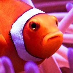 ClownfishReady's profile picture. Nonsense is still nonsense even if you start it with "I identify as". You can't change sex you're not a clownfish. Can't escape biology. Compassion and civility