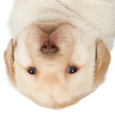 PaginaInvertida's profile picture. 2SƆ ɹǝʎɐןd oɹd | ǝɯǝɯ ɐ sı ʇou 'ǝƃɐd snoıɹǝs