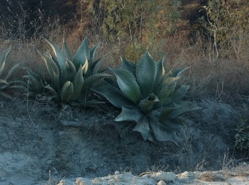 mezcalyuubaal's profile picture. 