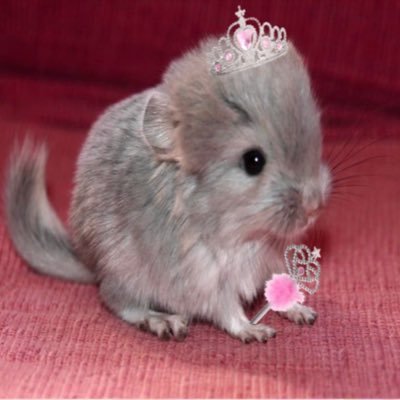 4Dmasterpiece's profile picture. I'm atlasintokyo! I'm 24, I make ♫♪ my law of assumption acc! so angelic I carry a piece of heaven with me🧁art acc: @angelcakepuppy cat acc @kittypalacetime