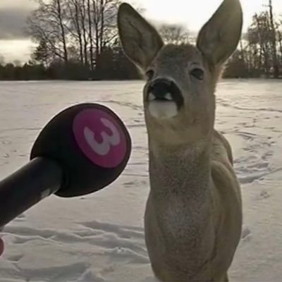 MagnusCow_'s profile picture. 16🇳🇴