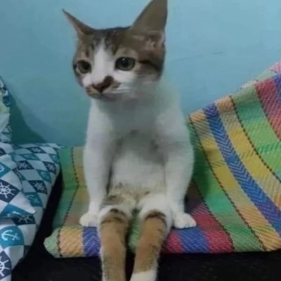 chishhyy's profile picture. 