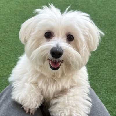 michinromy's profile picture. 🇰🇷🇺🇸