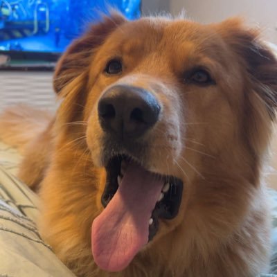 GmBBuzz's profile picture. #LeafsForever 1% of Knowledgable Leaf fans.