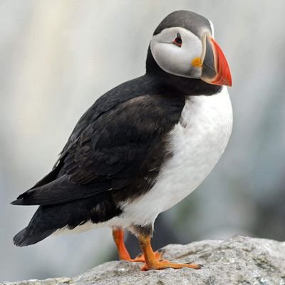 jschwartz71's profile picture. my goal is to provide a safe comfortable and loving environment for every animal in my care ..