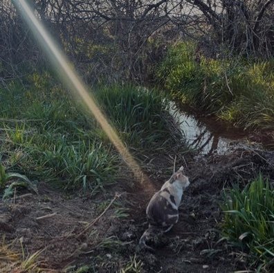 alexandrahamilt's profile picture. 