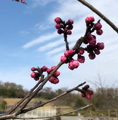 Brendelmar's profile picture. 