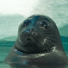 carolinazolini's profile picture. 