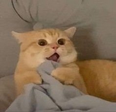 Guarnery1's profile picture. 